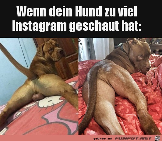 Hund prsentiert sich