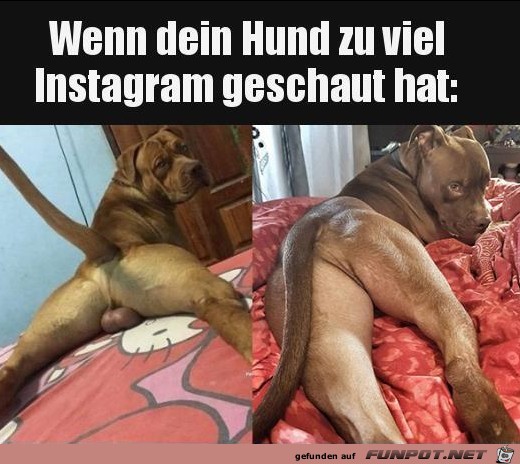 Wenn dein Hund