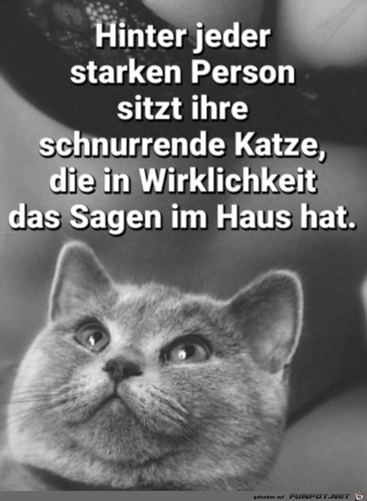 Eine schnurrende Katze