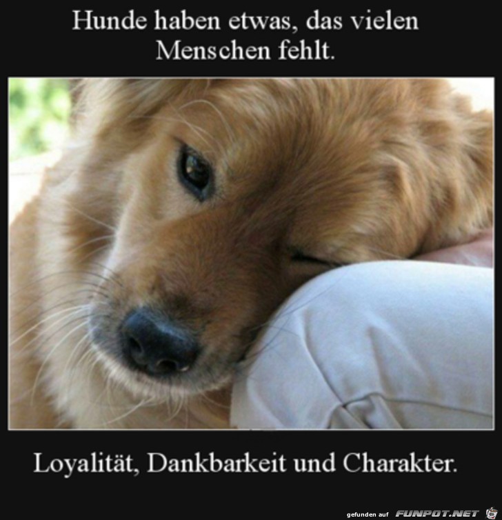 Hunde sind toll