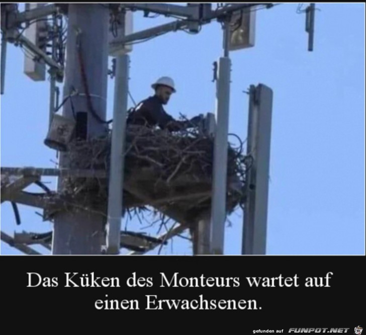 Monteur im Nest