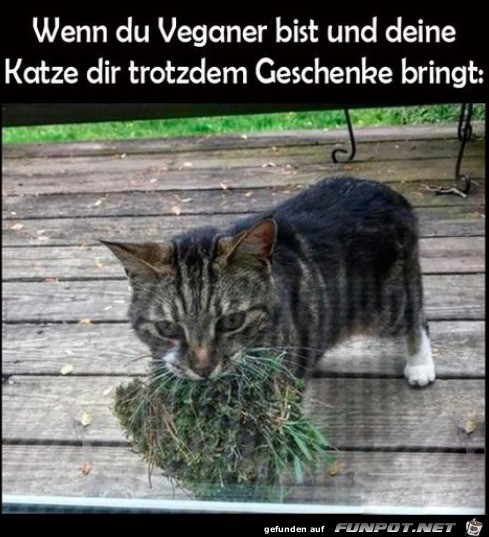 Nette Katze