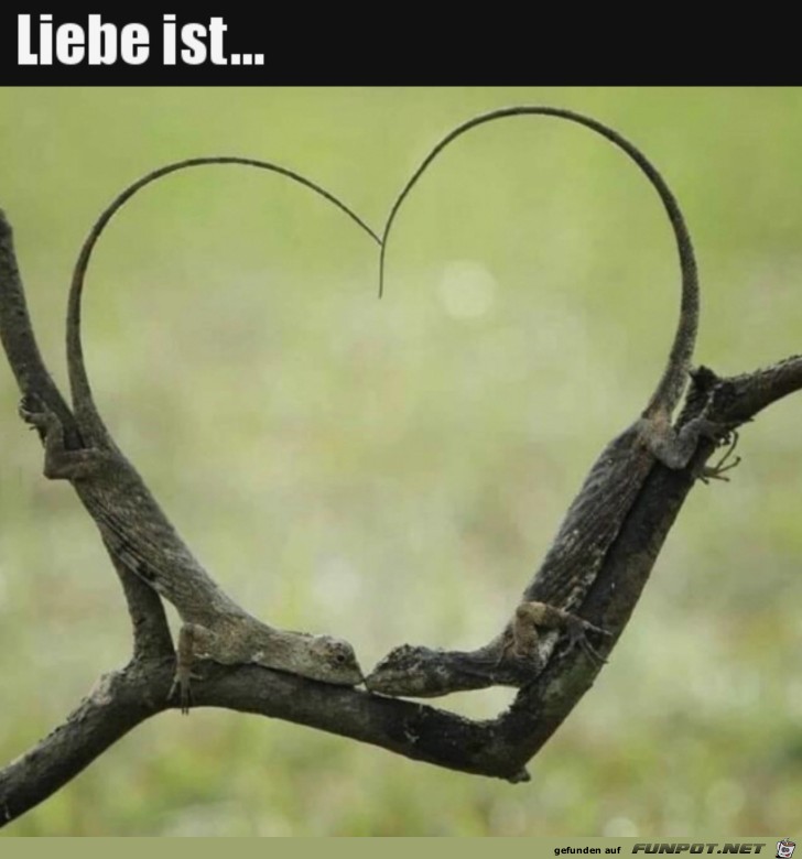 Liebe ist