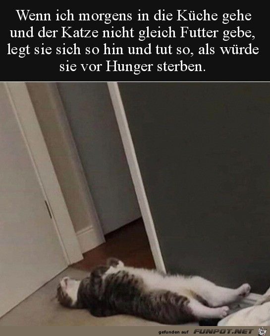 Katze knnte Schauspieler sein