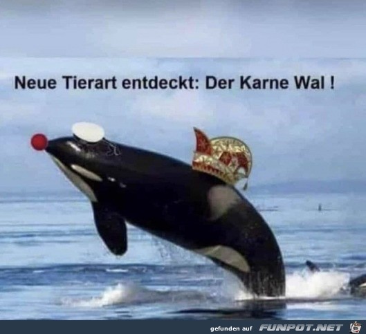 Komischer Wal