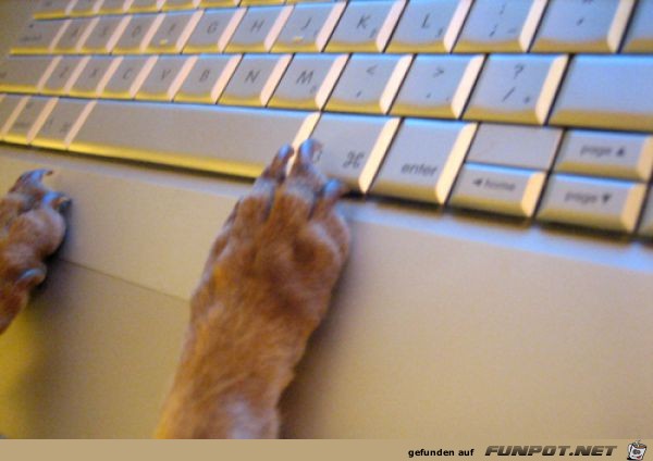 Tiere am Computer