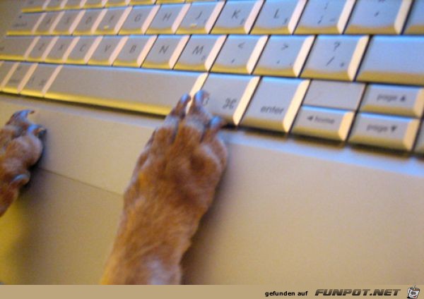 Tiere am Computer 1 Tiere am Computer 1