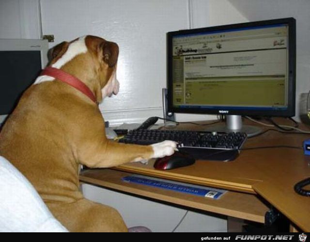 Tiere am Computer