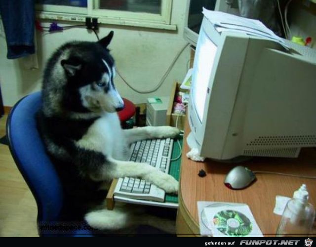 Tiere am Computer 3 Tiere am Computer 3