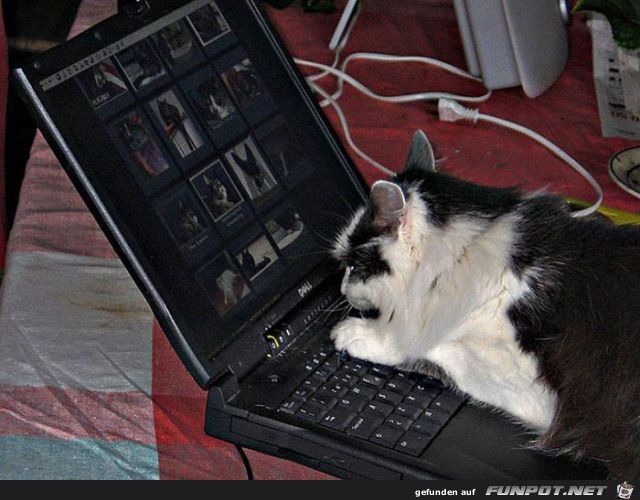 Tiere am Computer 4 Tiere am Computer 4