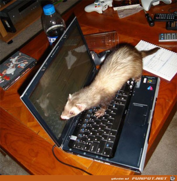 Tiere am Computer
