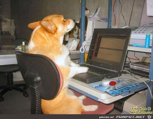 Tiere am Computer 6 Tiere am Computer 6