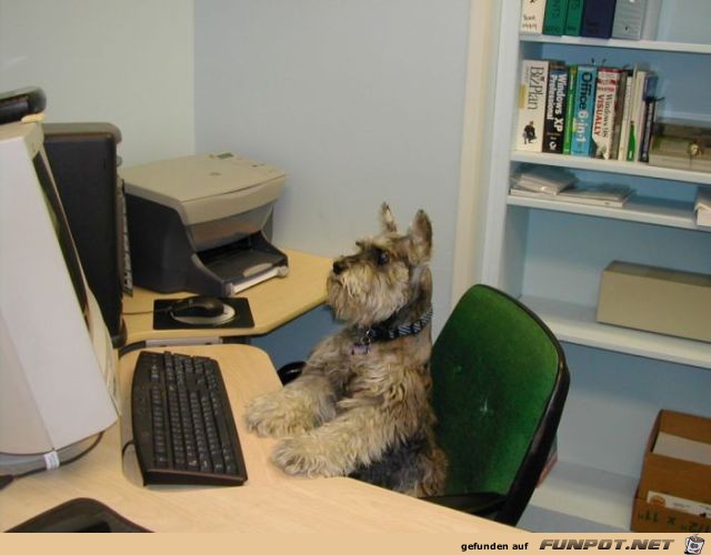 Tiere am Computer 9 Tiere am Computer 9