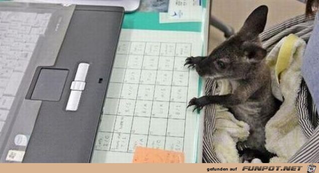 Tiere am Computer 10 Tiere am Computer 10