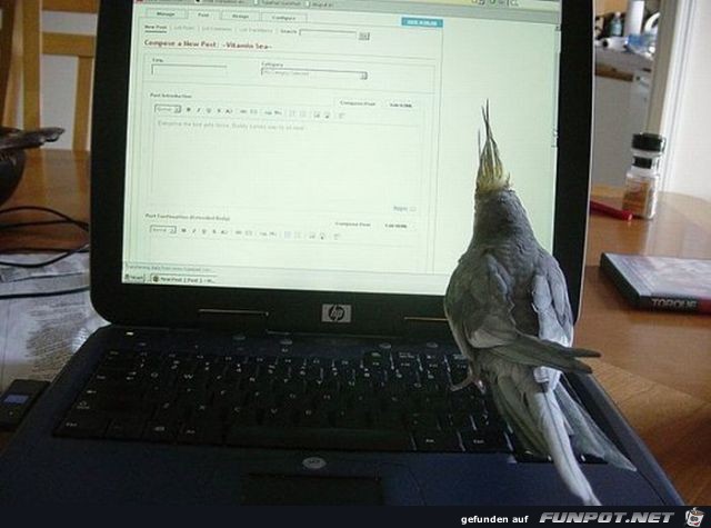 Tiere am Computer 11 Tiere am Computer 11