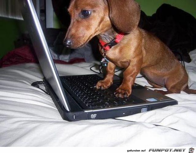 Tiere am Computer 12 Tiere am Computer 12