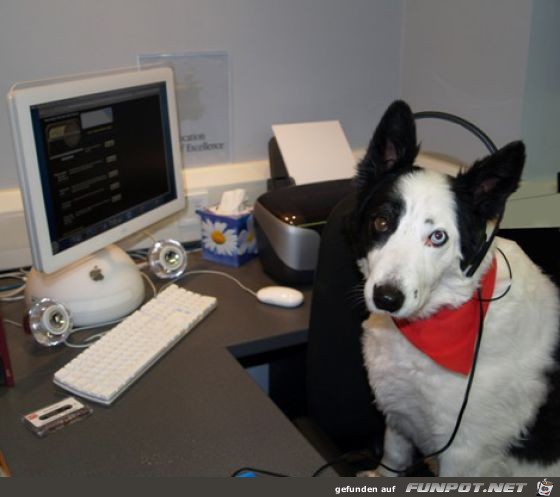 Tiere am Computer 13 Tiere am Computer 13