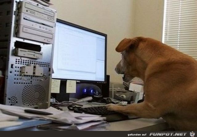 Tiere am Computer