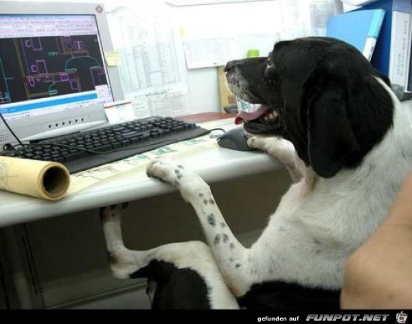 Tiere am Computer 15 Tiere am Computer 15
