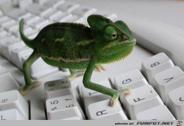 Tiere am Computer 16 Tiere am Computer 16