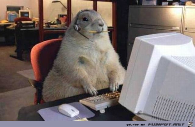 Tiere am Computer 17 Tiere am Computer 17