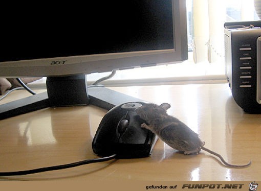 Tiere am Computer