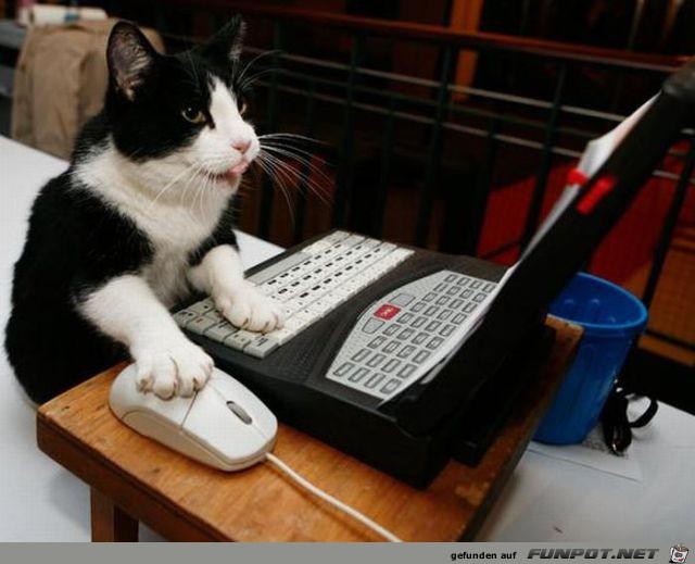 Tiere am Computer 19 Tiere am Computer 19