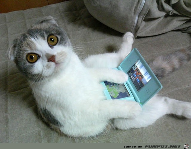 Tiere am Computer 20 Tiere am Computer 20