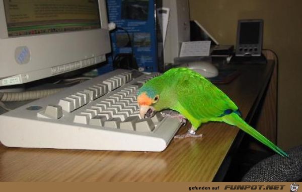 Tiere am Computer 21 Tiere am Computer 21