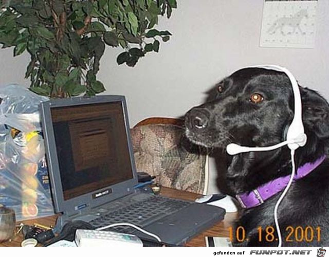 Tiere am Computer