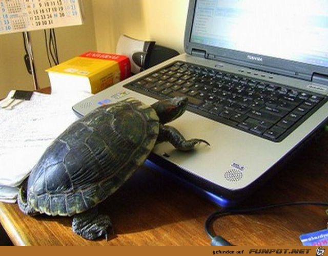 Tiere am Computer 23 Tiere am Computer 23