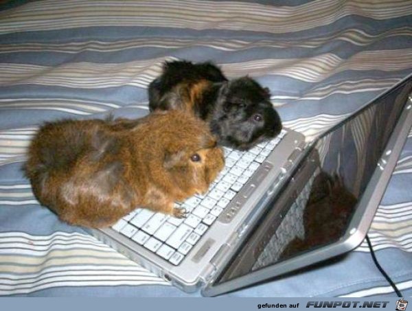 Tiere am Computer