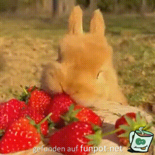 Hase mag Erdbeeren