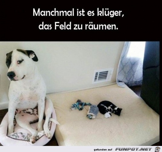 Hund hat Platz gemacht