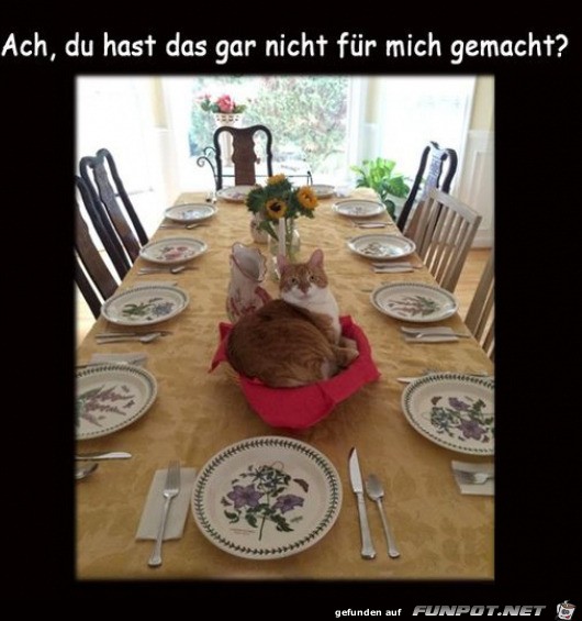 Katze ist erstaunt