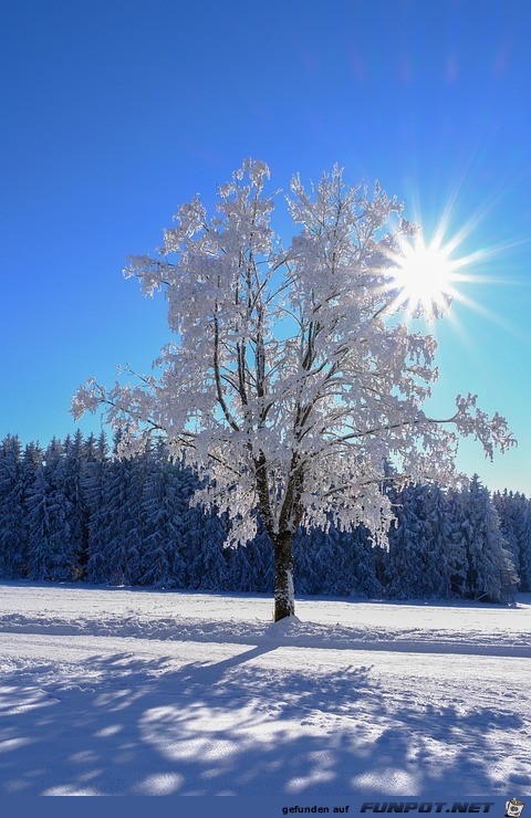 Herrliches Bild im Schnee