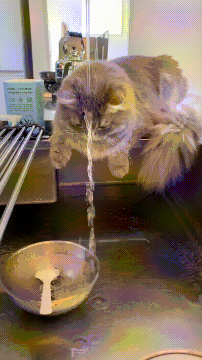 Katze lsst Wasser ber ihren Kopf laufen
