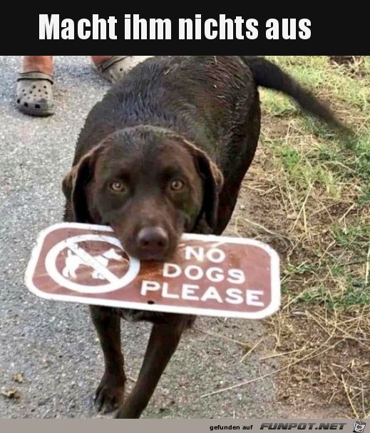 Hund hat das Schild einfach demontiert