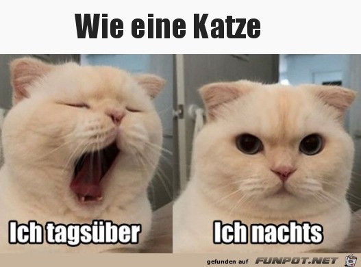 Wie eine Katze