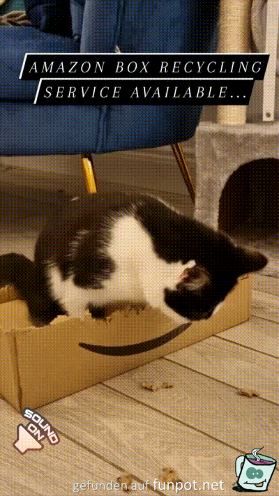 Katze zernagt Karton