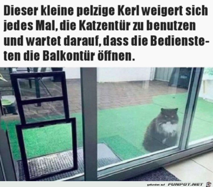 Keine Lust auf die Katzentre