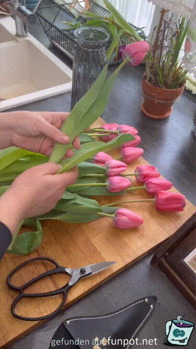 Tipps für Tulpen