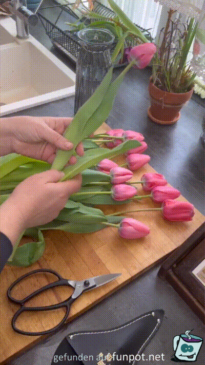 Tipps für Tulpen Tipps für Tulpen