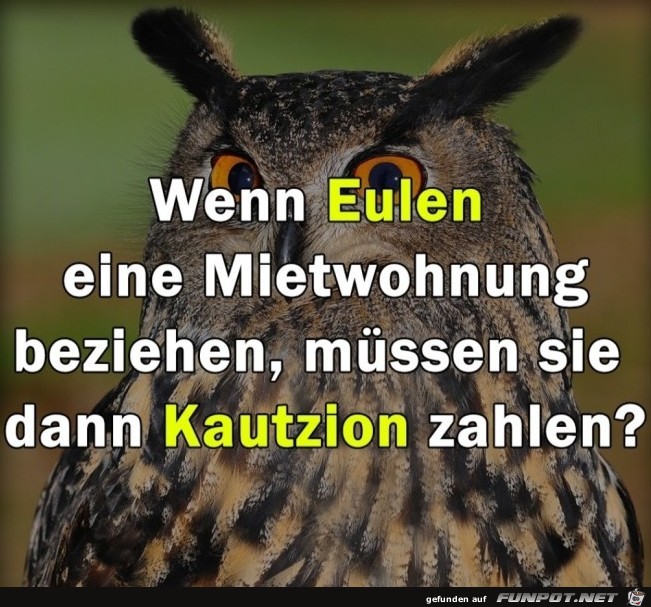 Wenn Eulen