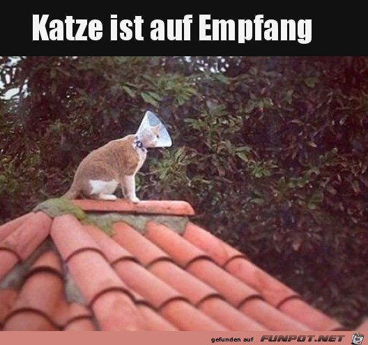 Katzt auf Empfang