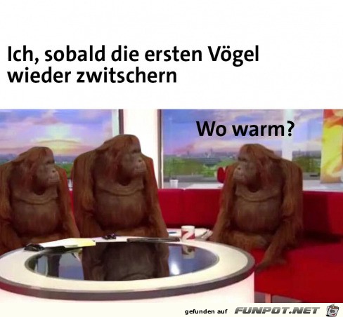 Die Vgel zwitschern