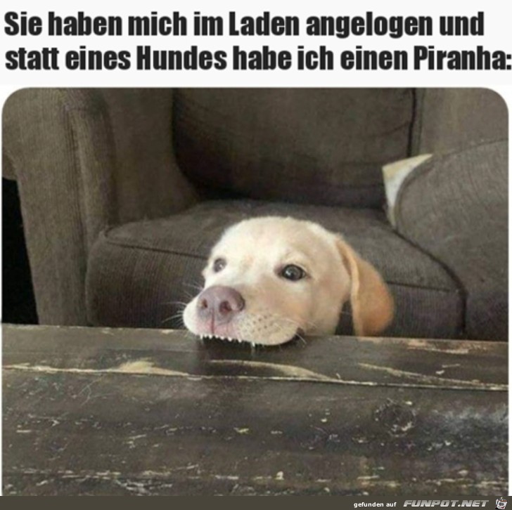 Das ist kein Hund