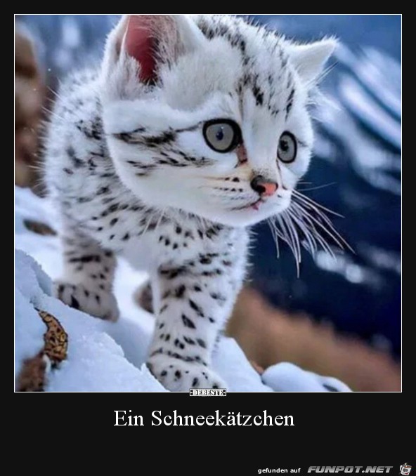 Schneektzchen