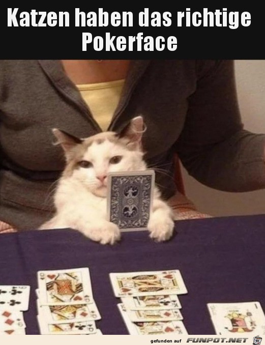 Katze mit Pokerface