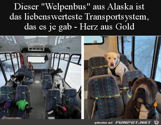 Welpenbus